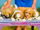 Shih Tzu Puppies