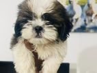 Shih Tzu Puppies
