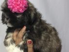 Shih Tzu Puppies