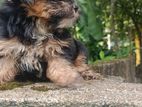 Shih Tzu Puppies