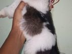 Shih Tzu Puppies
