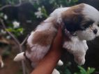 Shih Tzu Puppies