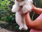 Shih Tzu Puppies