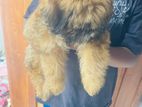 Shih Tzu Puppies