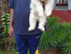 Shih Tzu puppies