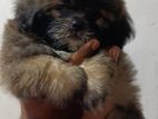 Shih Tzu Puppies