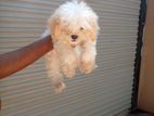 Shih Tzu puppies