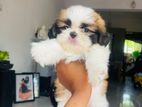 Shih Tzu Puppies