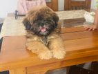 Shih Tzu Puppies