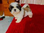 Shih Tzu Puppies