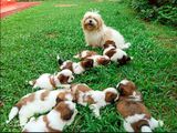 Shih Tzu Puppies