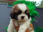 Shih Tzu Puppies