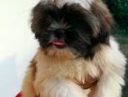 Shih Tzu Puppies