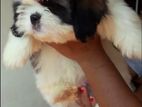 Shih Tzu Puppies