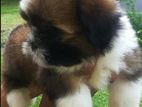 Shih Tzu Puppies
