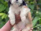 Shih Tzu Puppies