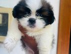 Shih Tzu Puppies