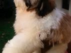 Shih Tzu Puppies