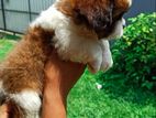 Shih Tzu Puppies