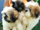 Shih Tzu Puppies