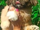 Shih Tzu Puppies