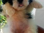 Shih Tzu Puppies
