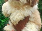Shih Tzu Puppies