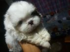 Shih Tzu Puppies