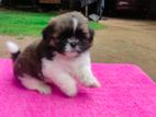 Shih Tzu Puppies