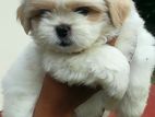 Shih Tzu Puppies