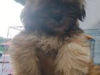 Shih Tzu Puppies