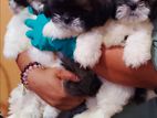 Shih Tzu Puppies