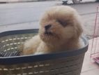 Shih Tzu Puppies