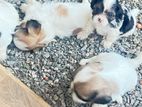 Shih Tzu Puppies