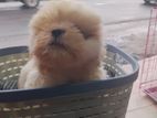 Shih Tzu Puppies