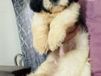 Shih Tzu Puppies