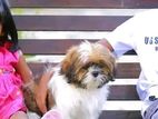 Shih Tzu Puppies