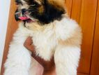 Shih Tzu Puppies
