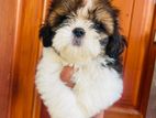 Shih Tzu Puppies