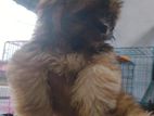 Shih Tzu Puppies