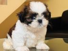 Shih Tzu Puppies