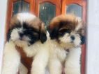 Shih Tzu Puppies