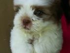 Shih Tzu Puppies