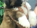 Shih Tzu Puppies