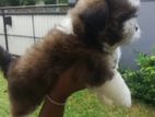 Shih Tzu Puppies