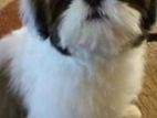Shih Tzu Puppies
