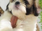 Shih Tzu Puppies