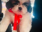 Shih Tzu Puppies