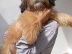 Shih Tzu Puppies