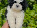 Shih Tzu Puppies